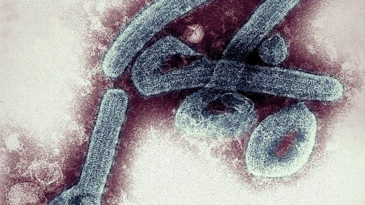 Two dead as Ghana confirms first outbreak of deadly Marburg virus
