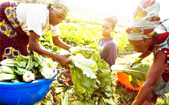 FG distributes inputs to smallholder farmers, physically challenged