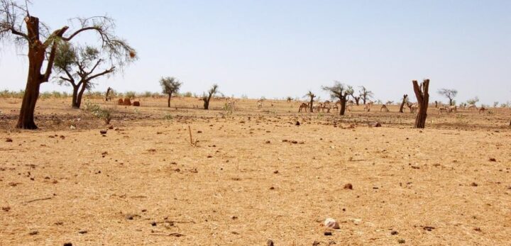 WMO warns of frequent heatwaves in decades ahead