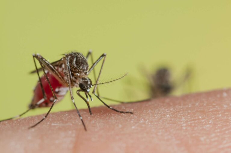 Deadly mosquito species now in Kenya